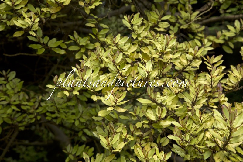 Pseudowintera colorata