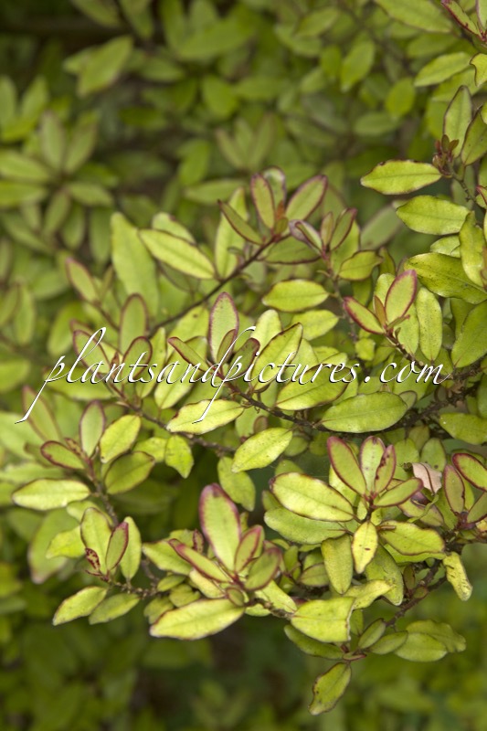 Pseudowintera colorata