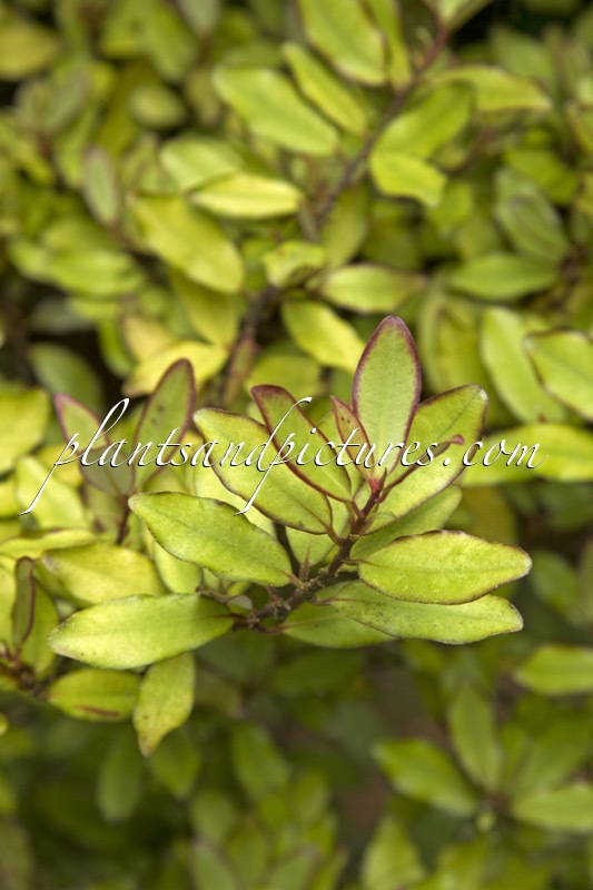 Pseudowintera colorata