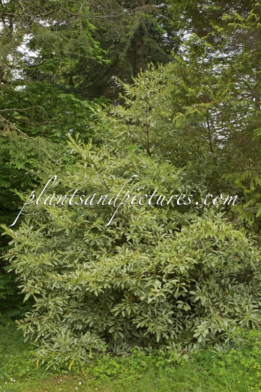 Prunus laurocerasus ‘Castlewellan’