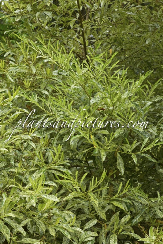 Prunus laurocerasus ‘Castlewellan’