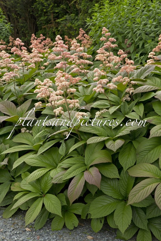 Rodgersia pinnata