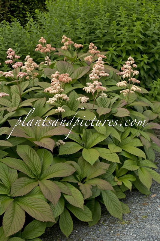 Rodgersia pinnata