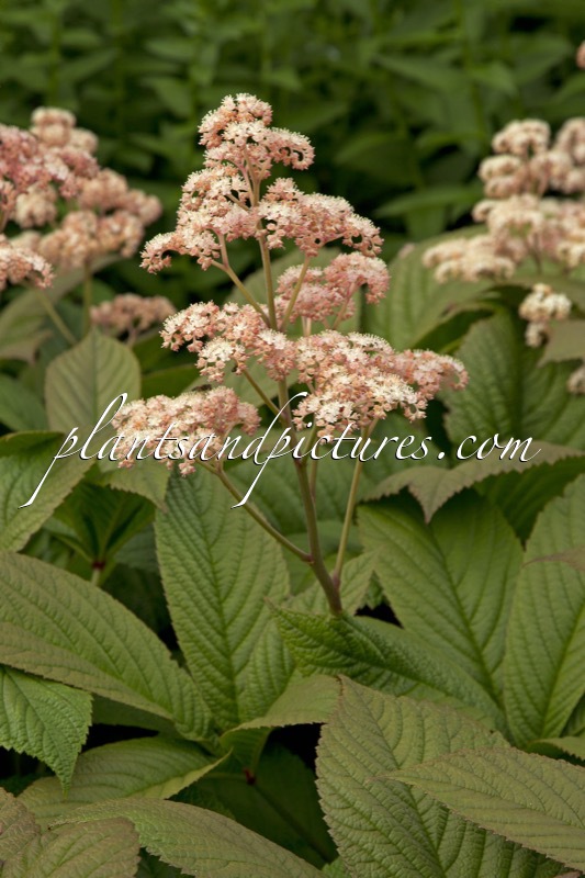 Rodgersia pinnata