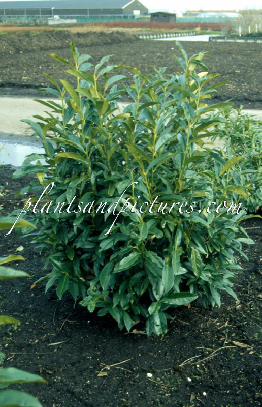 Prunus laurocerasus ‘Reynvaanii’