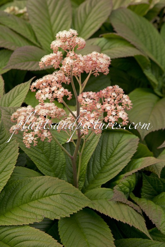 Rodgersia pinnata