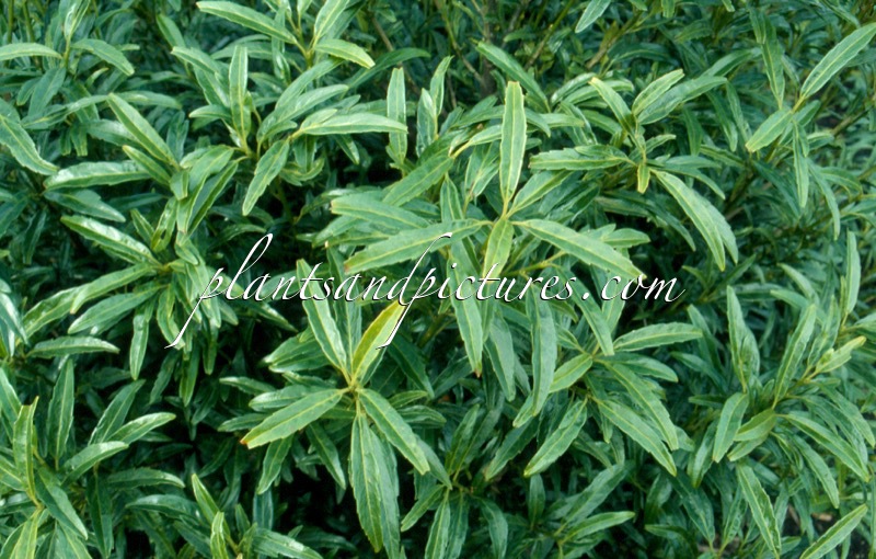 Prunus laurocerasus ‘Miky’