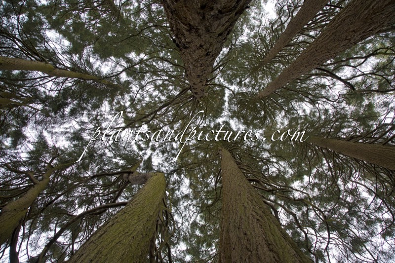Sequoiadendron giganteum