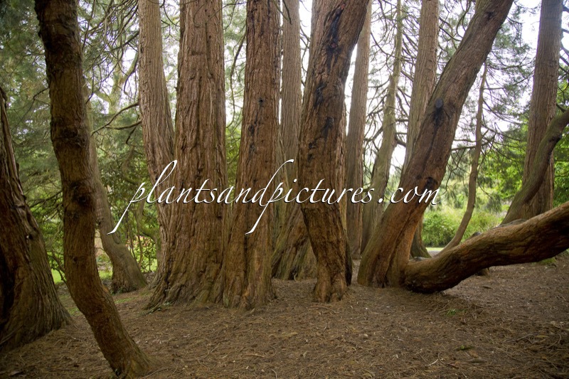 Sequoiadendron giganteum