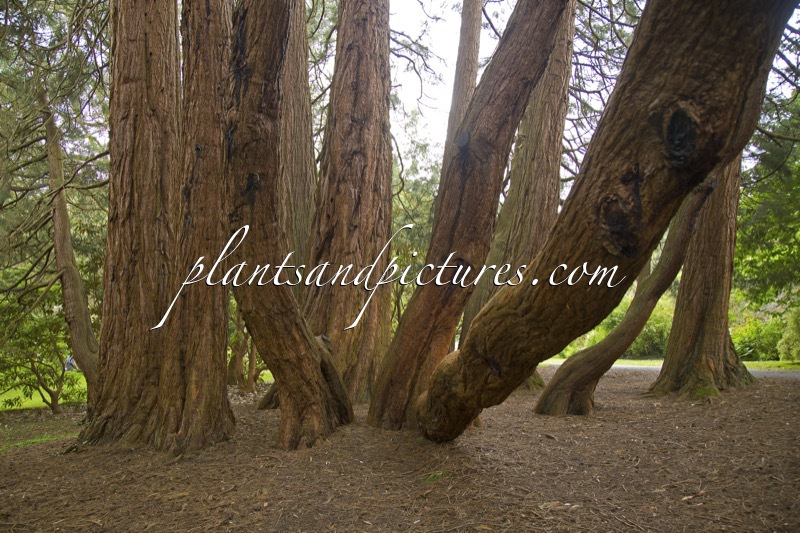 Sequoiadendron giganteum