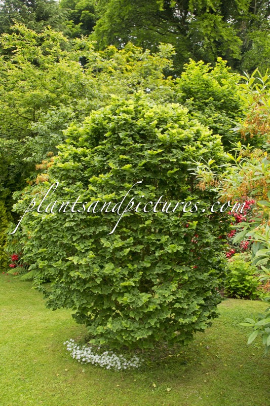 Tilia platyphyllos ‘Diamond’