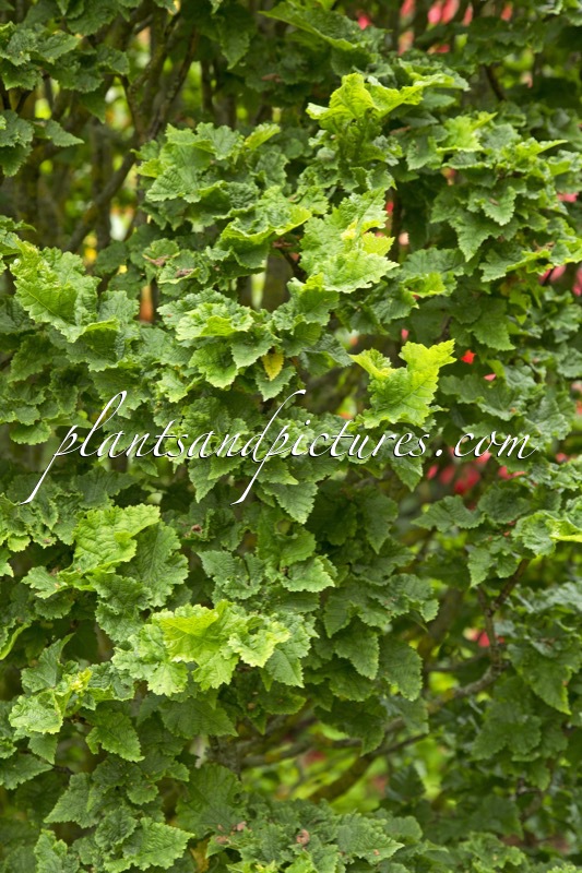 Tilia platyphyllos ‘Diamond’