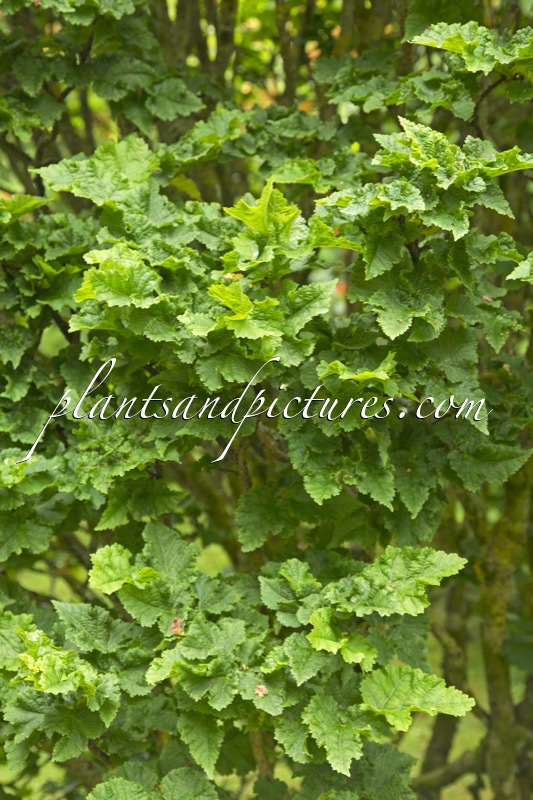 Tilia platyphyllos ‘Diamond’