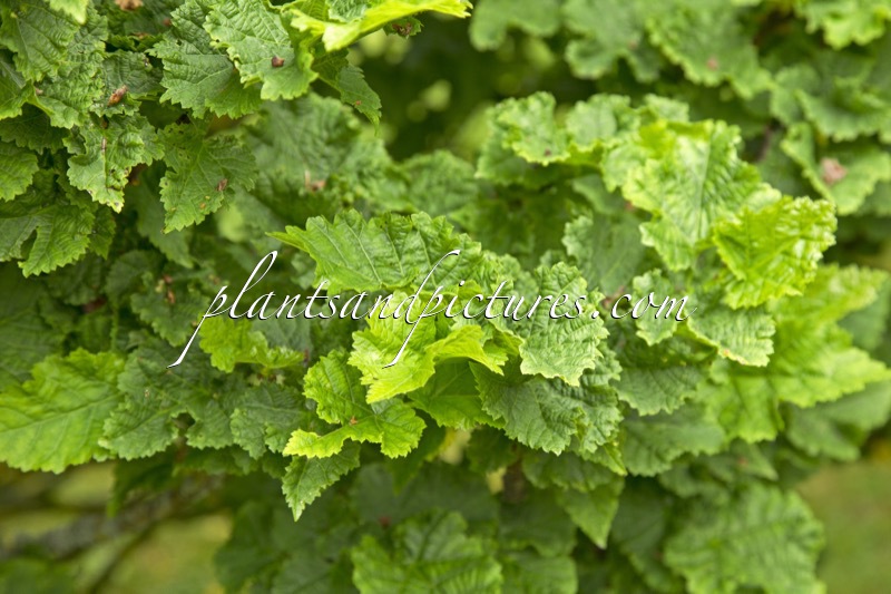 Tilia platyphyllos ‘Diamond’