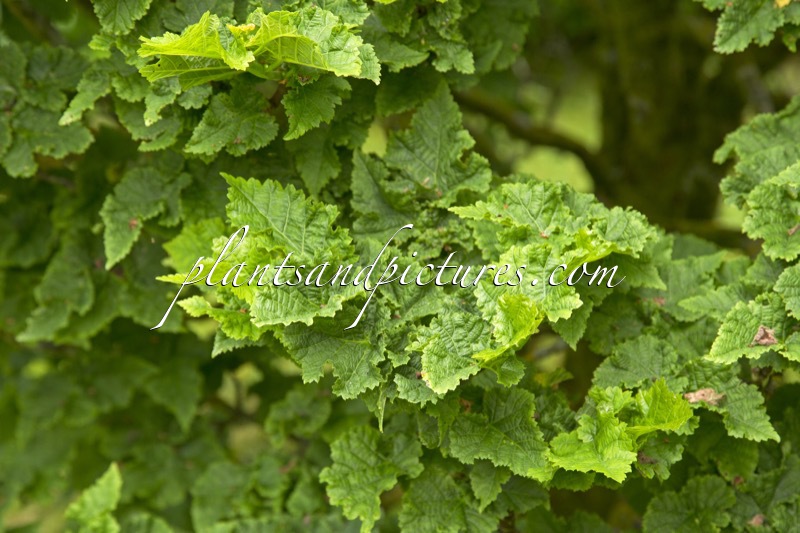 Tilia platyphyllos ‘Diamond’
