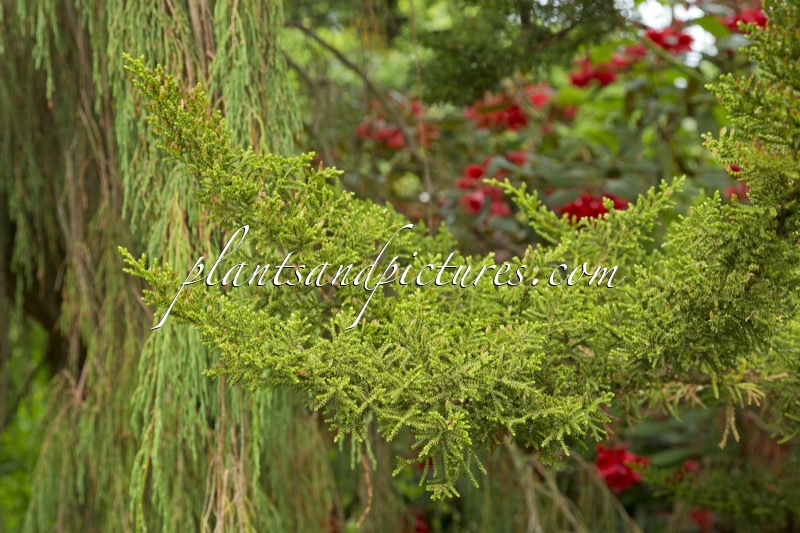 Pilgerodendron uviferum