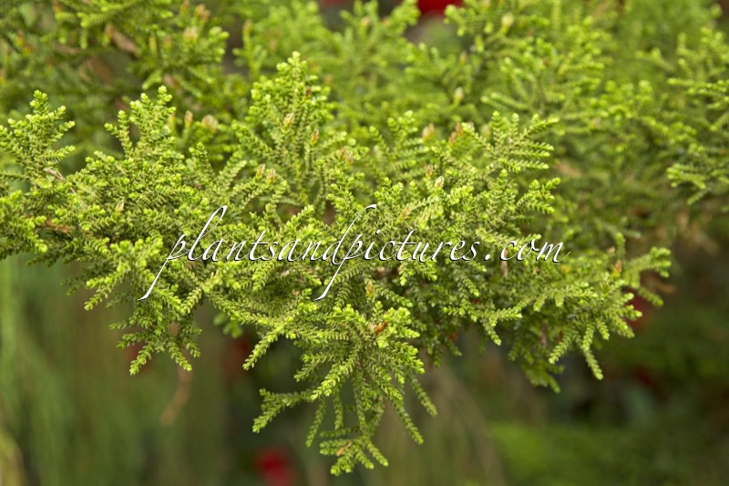 Pilgerodendron uviferum