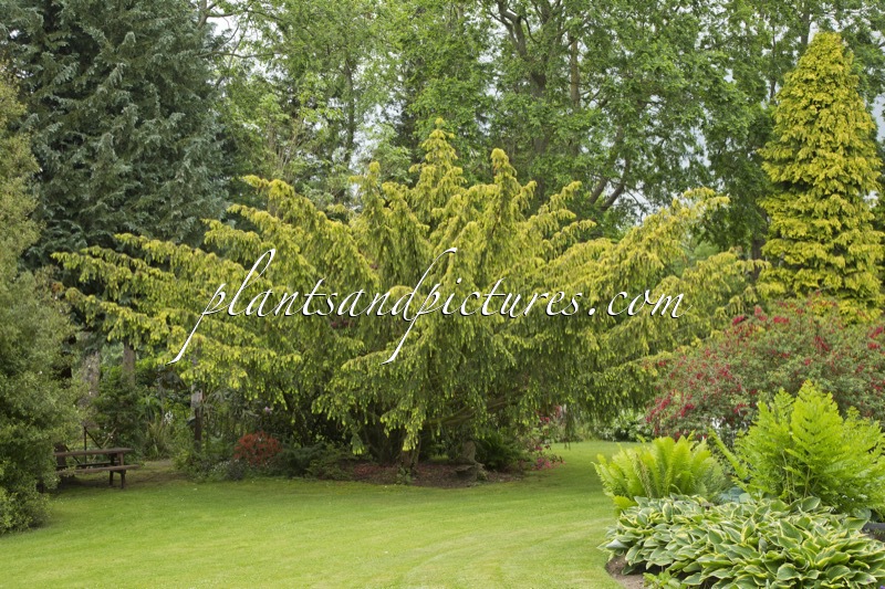 Taxus baccata ‘Dovastonii Aurea’