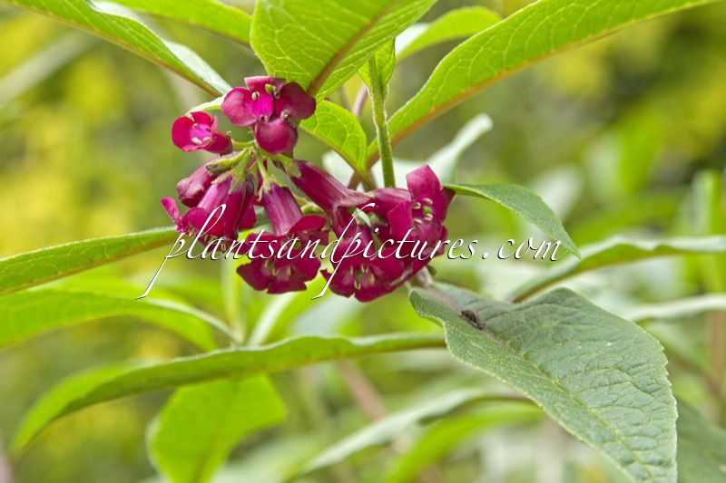 Buddleja colvilei ‘Kewensis’