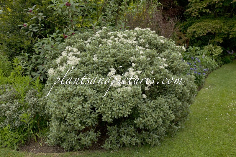 Olearia macrodonta ‘Minor’