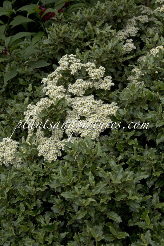 Olearia macrodonta ‘Minor’