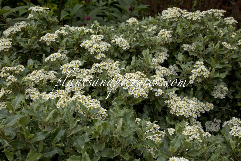 Olearia macrodonta ‘Minor’