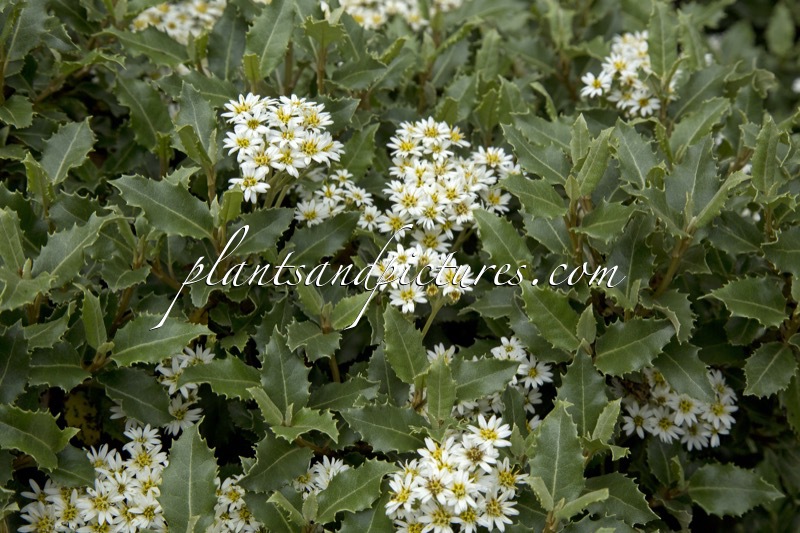 Olearia macrodonta ‘Minor’