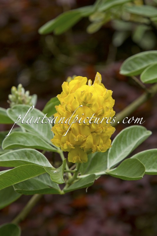 Argyrocytisus battandieri