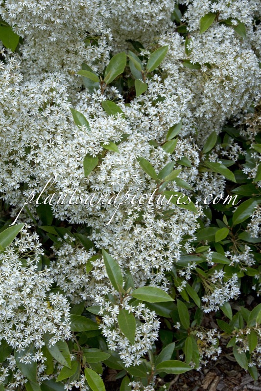 Olearia erubescens