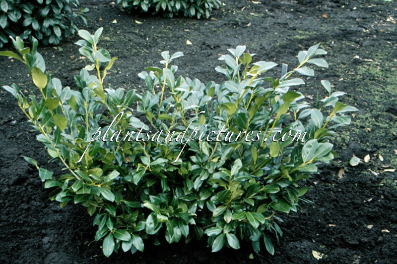 Prunus laurocerasus ‘Baumgärtner’