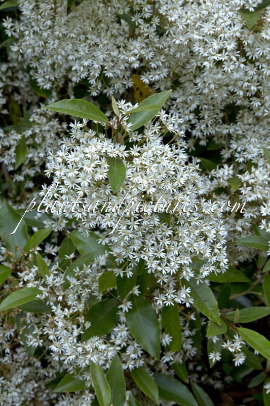 Olearia erubescens
