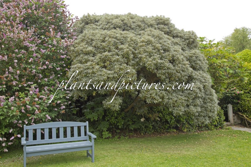 Olearia mollis ‘Zennorensis’