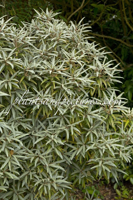 Olearia mollis ‘Zennorensis’