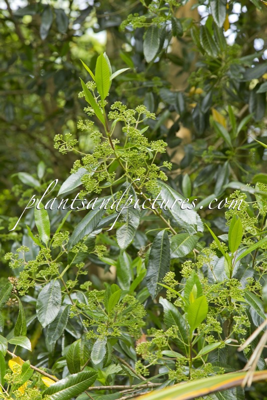 Caldcluvia paniculata