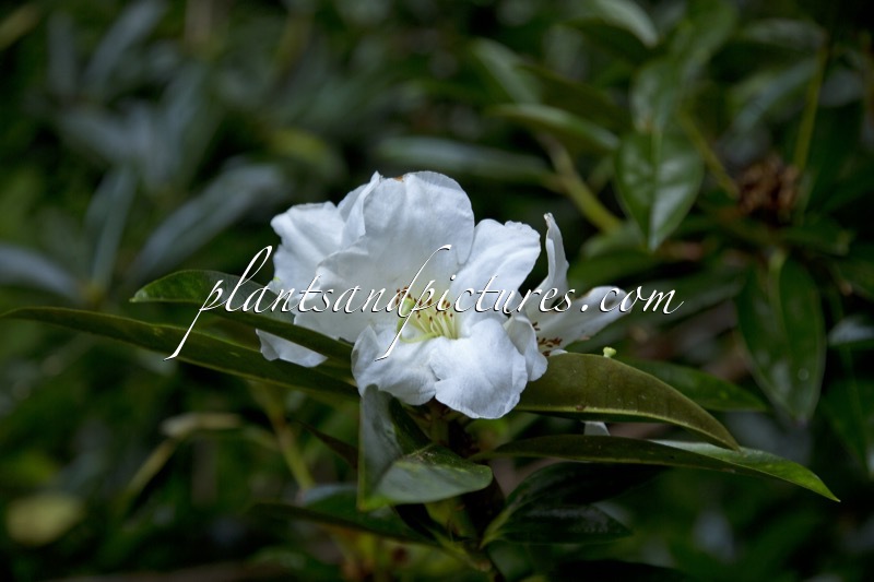 Rhododendron maddenii