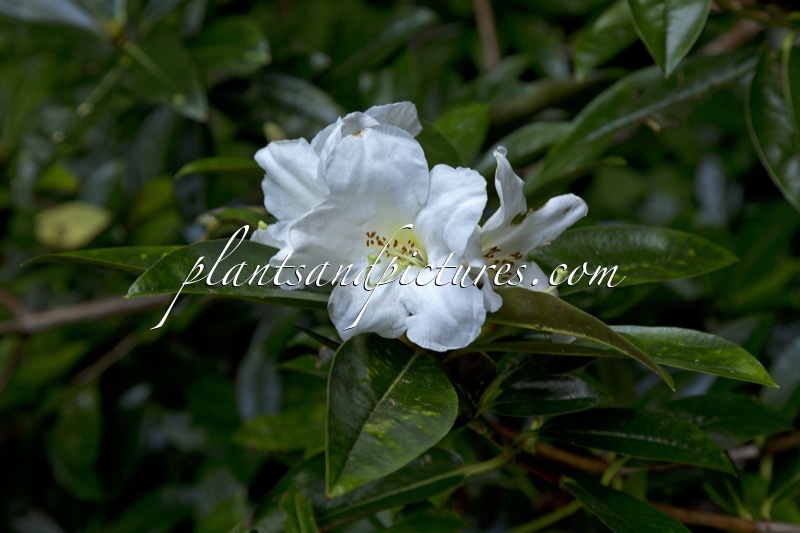 Rhododendron maddenii