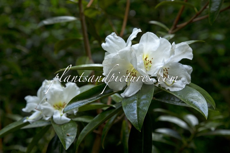 Rhododendron maddenii