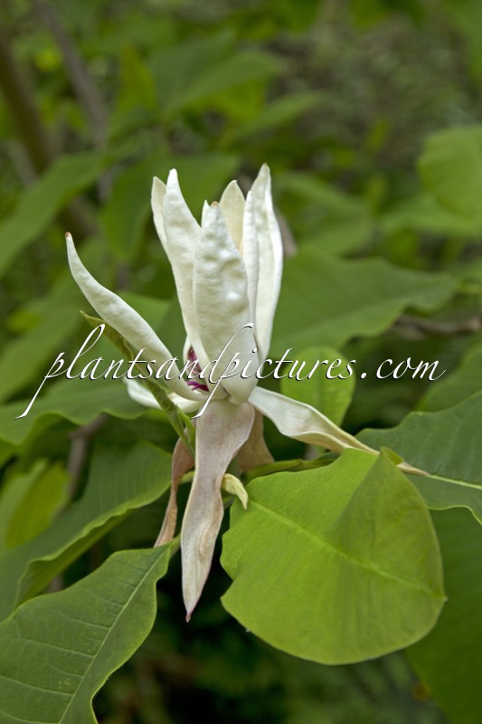 Magnolia tripetala