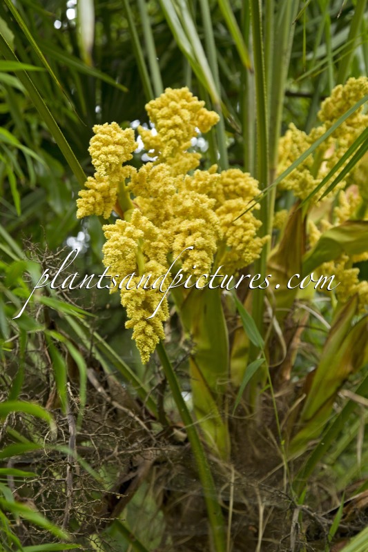 Trachycarpus fortunei