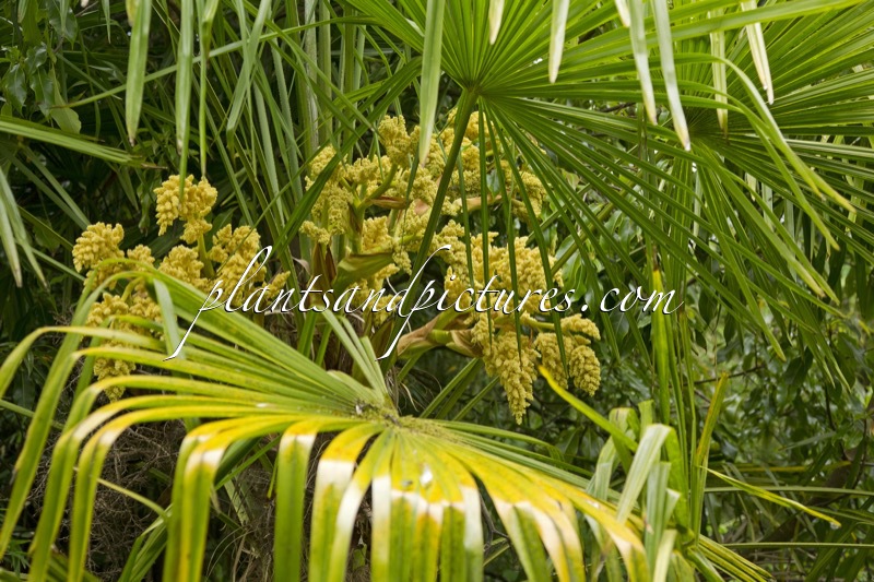 Trachycarpus fortunei