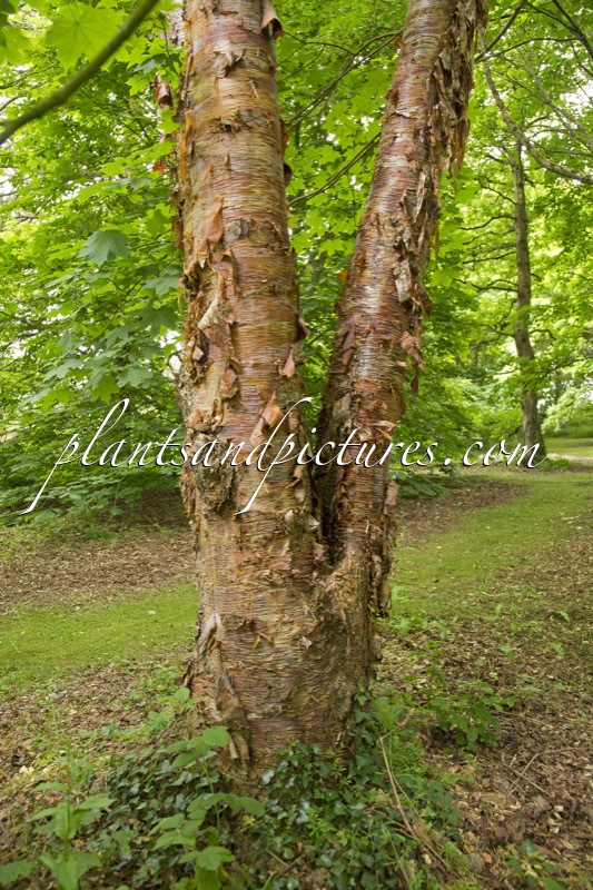 Betula albosinensis