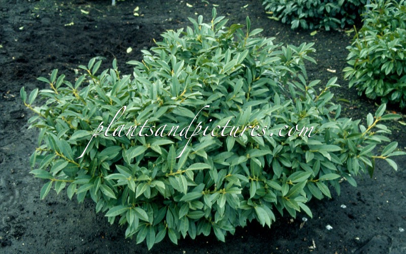 Prunus laurocerasus ‘Bokraath’ (ATHENE)