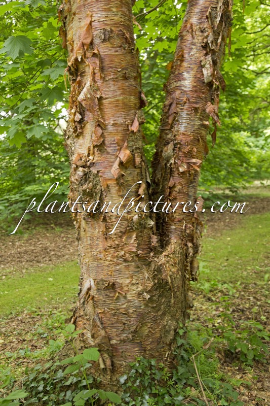 Betula albosinensis