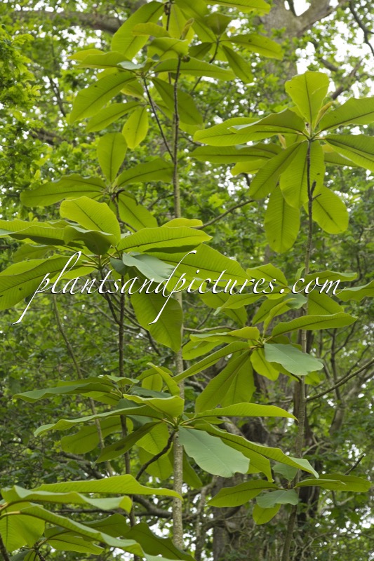 Magnolia rostrata