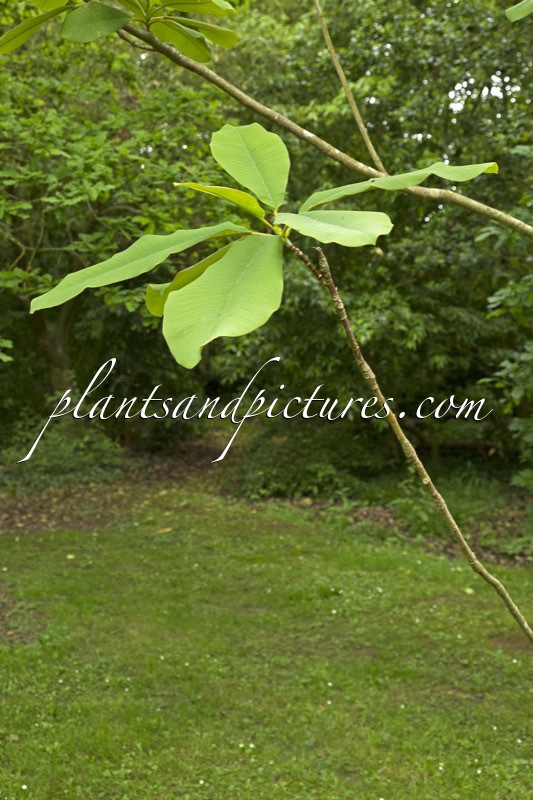 Magnolia rostrata