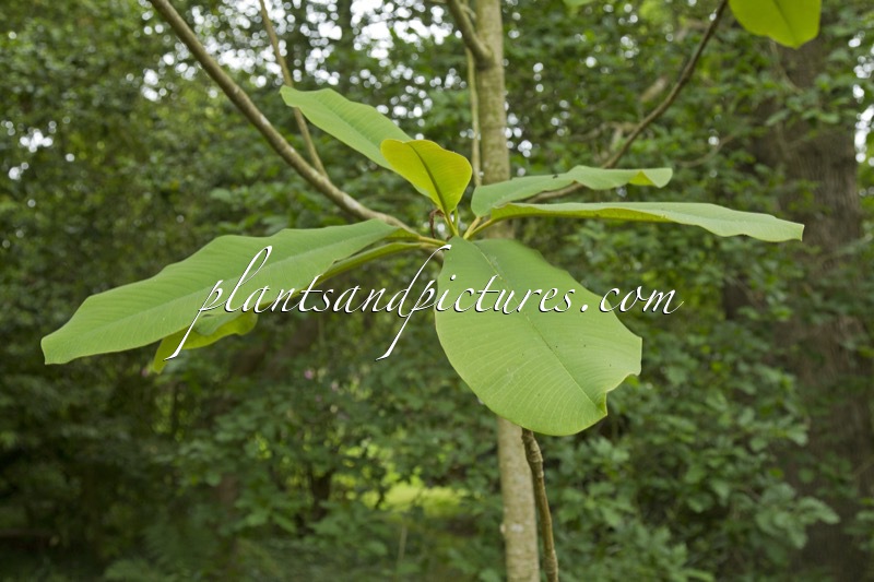Magnolia rostrata
