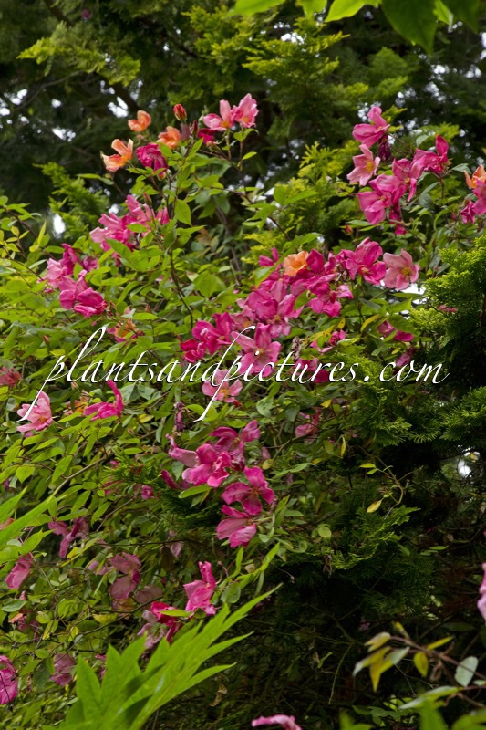 Rosa ‘Mutabilis’