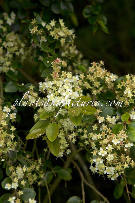 Amomyrtus luma