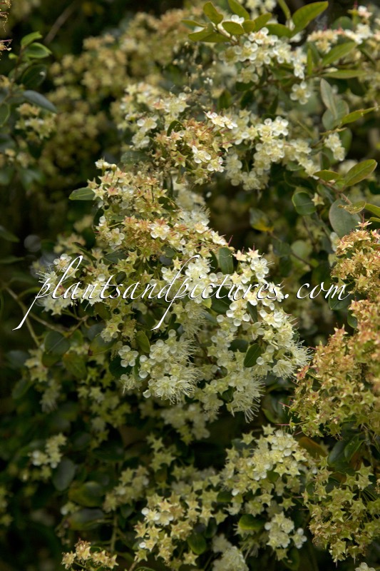 Amomyrtus luma