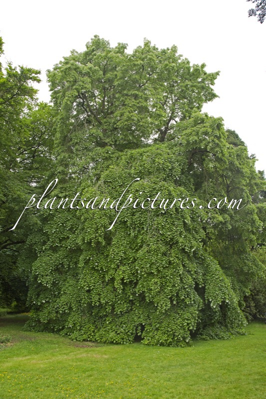Tilia tomentosa ‘Pendula’
